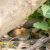 Middleville Vole Control by Giovanni Elite Services Inc